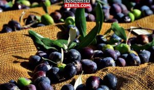 KIBRIS
                                        Gazimağusa’da zeytin toplama zamanı belirlendi