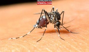 KIBRIS
                                        KKTC'de Batı Nil virüsünden 1 ölüm