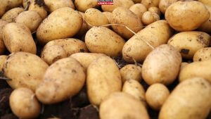 KIBRIS
                                        Patates üreticilerine mühim duyuru…
