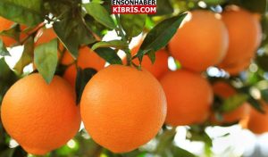 KIBRIS
                                        260 kilo portakal çalındı