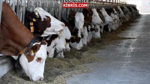 Hayvancılık Dairesi’nden aflatoksin mevzusunda izahat